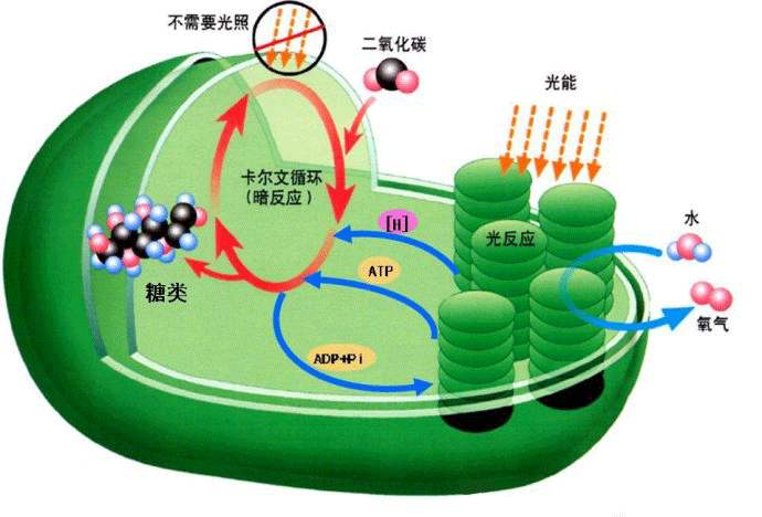  光合作用測定儀的應(yīng)用